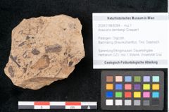 Foto (Objekt + Etikett) von Araucaria sternbergii Goeppert (NHMW-GEO-2024-0188-8284)